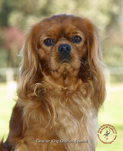 Cavalier King Charles Spaniel 9K027D-13.JPG